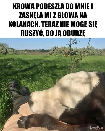 Chcesz poprawić sobie humor? Te memy ze zwierzętami rozbawią cię do łez!