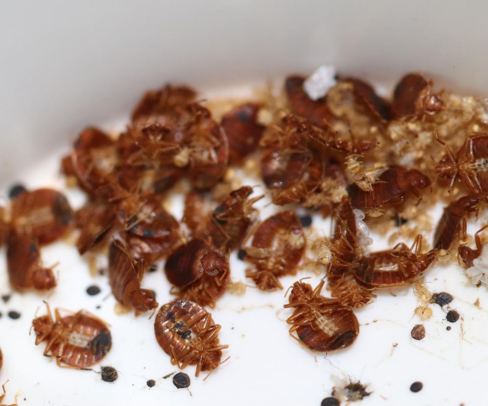 „Choroba całujących pluskiew” budzi coraz większy niepokój. Eksperci ostrzegają przed nowymi ogniskami