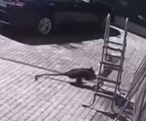  Małpa uciekła z zoo i pogryzła dziecko! 2-latka walczy o życie