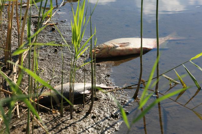 Śnięte ryby w parku Szczytnickim! ZZM we Wrocławiu apeluje: Prosimy zachować ostrożność