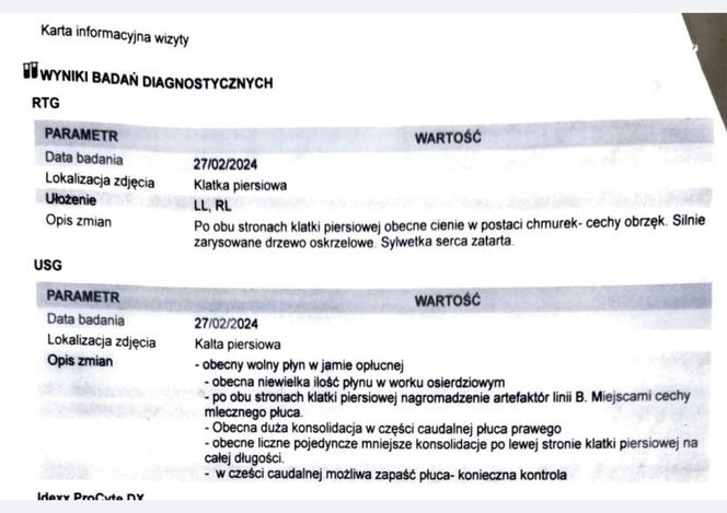 Ekostraż ratuje nie tylko psy i koty. Ile kosztuje leczenie jeża? Zobacz, jak ono wygląda