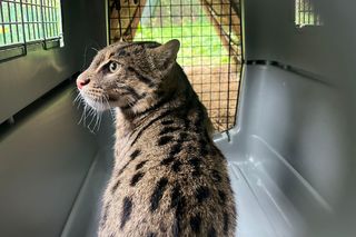 Taraje z Ogrodu Zoobotanicznego w Toruniu