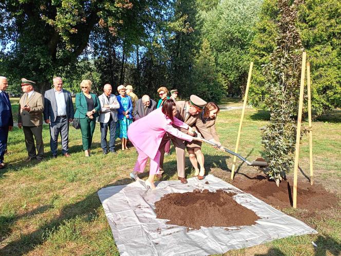 Trzy młode buki purpurowe na Skwerze Leśników Polskich wspólnie zasadzili pracownicy Nadleśnictwa Siedlce i Lasów Państwowych, władze miasta Siedlce i radni.