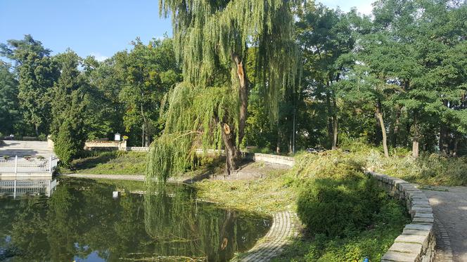 Wiatr złamał gałęzie wierzby w grudziądzkim parku. Ucierpiało najbardziej charakterystyczne drzewo [ZDJĘCIA]