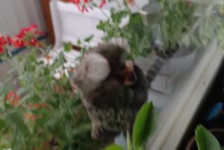 Małpka siedziała na balkonie w Chełmie