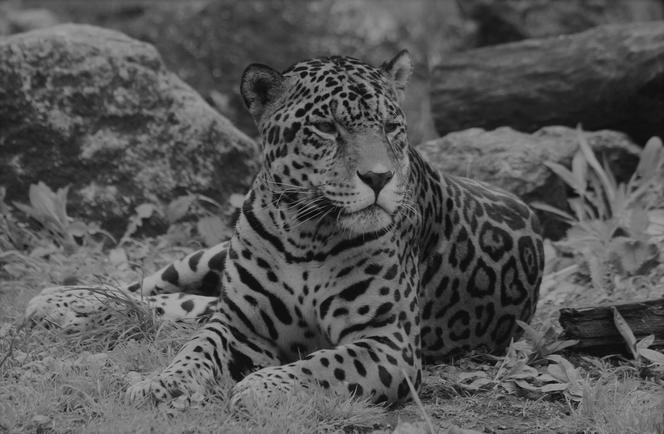 Jaguar Kali trafił za Tęczowy Most. Nie żyje jeden z najstarszych podopiecznych Warszawskiego ZOO