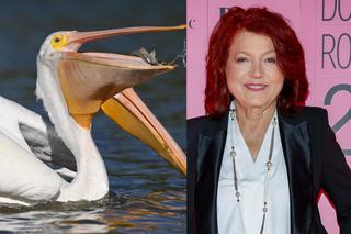 Urszula Dudziak wspomina swoją przygodę z używkami: Zamieniłam się w pelikana