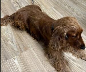 Paco, pies Moniki Richardson