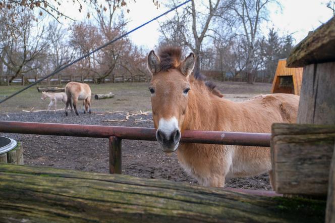 Klaczka konia Przewalskiego z matką Pimą w warszawskim ZOO