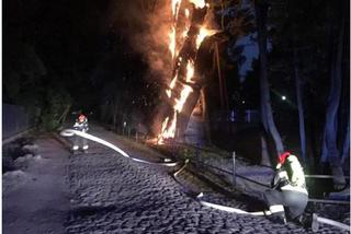 PODPALACZ BEZKARNY! Po pożarze Mieszka I prokuratura zrezygnowała z szukania sprawcy