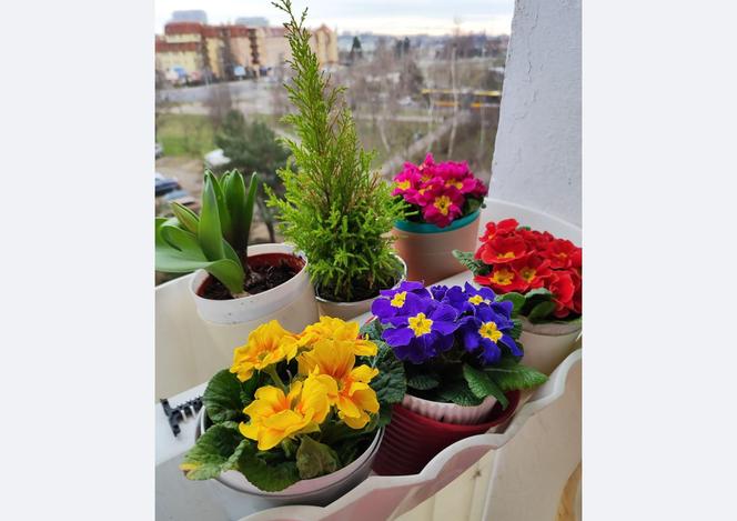 Wiosna zawitała do Wrocławia. Zebraliśmy Wasze zdjęcia pierwszych oznak wiosny, Zobaczcie, jakie piękne!