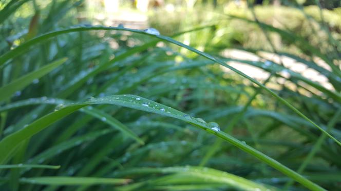 Są kolorowe, pachnące i... smaczne! Ogród Botaniczny zaprasza na jadalne kwiaty