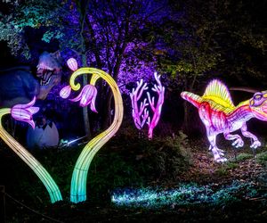 Bydgoszcz rozświetlą dzikie stworzenia. Lumina Park w Myślęcinku otwiera się 31 października 2025