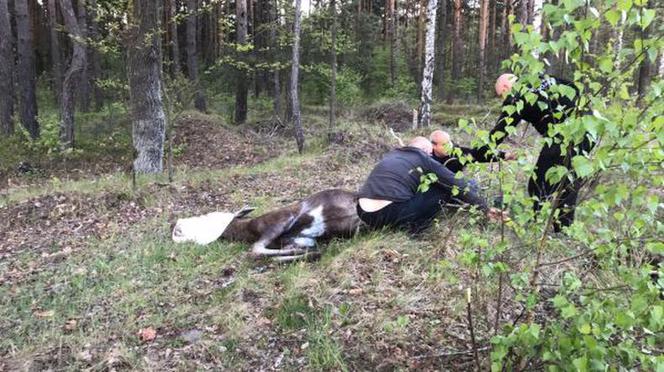 Po ulicach Sosnowca biegał ranny ŁOŚ! Zwierzę było PRZERAŻONE