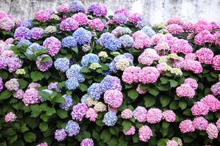 Hortensja pięknie zakwitnie jeśli podlejesz ją tym roztworem