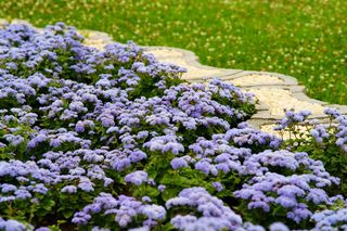 Żeniszek meksykański