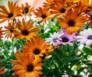 Osteospermum