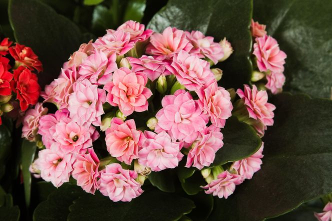 Kalanchoe