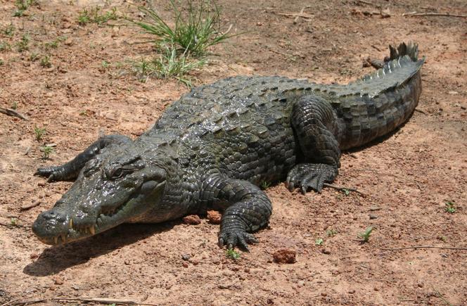 8. Krokodyl nilowy