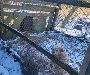 Skrajnie wycieńczone psy w Żołędowie pod Bydgoszczą. Jeden z nich nie przeżył transportu 