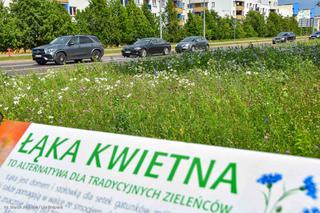 Białystok. Pierwsze łąki już kwitną. W 2020 roku pojawiły się w nowych miejscach