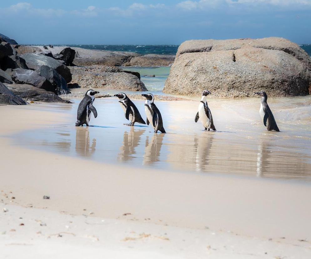 pingwiny przylądkowe
