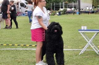 Psie piękności przyjechały do Kalisza 