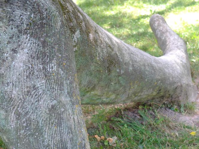 Dolina Dinozaurów na Podzamczu w Łęcznej. Przerażone konie stawały dęba