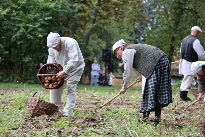 Wykopki kartoflane 2023 w lubelskim skansenie