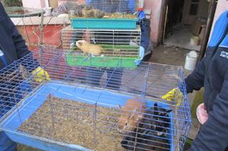 Dramatyczna interwencja służb. „Zwierzęta były przetrzymywane w brudzie”. Nie miały nawet wody czy karmy