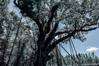 Magiczne miejsca w Świętokrzyskiem. Dąb Bartek w Zagnańsku