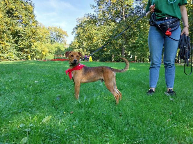 Parkowe łapki - schroniskowe psiaki w parku miejskim w Zamościu