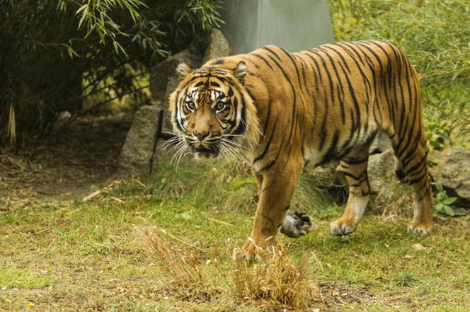 Tygrys rozszarpał swojego opiekuna. Wstrząsające okoliczności koszmaru w zoo 