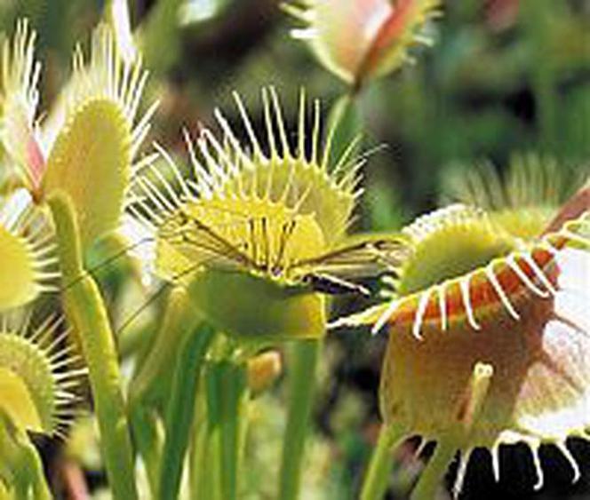 Muchołówka (Dionaea)