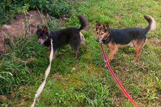 Pet Patrol Rybnik pojechał do Żor. Czym zawiniły te dwie niewinne istoty?