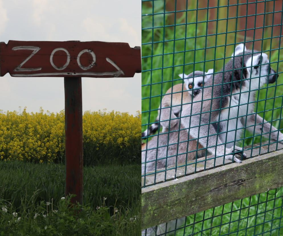 Pomysł na wycieczkę niedaleko Lublina? Zoo w Wojciechowie to idealny kierunek!  