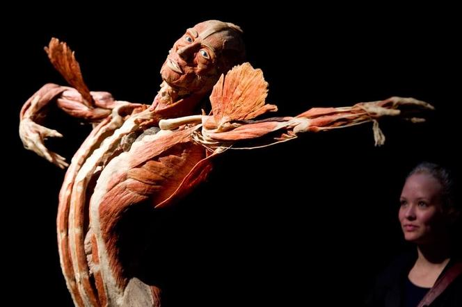 Poznaj sekrety ludzkiego ciała. Wystawa BODY WORLDS zagości w Szczecinie!