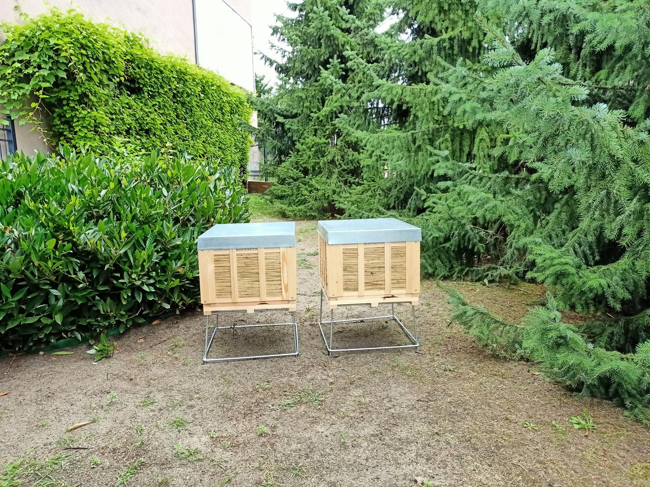 Na UZ będzie słodko? Uczelnia postawiła u siebie pierwsze ule