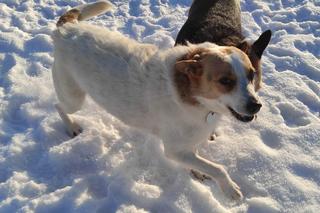 Schronisko dla zwierząt w Nowym Sączu zimą