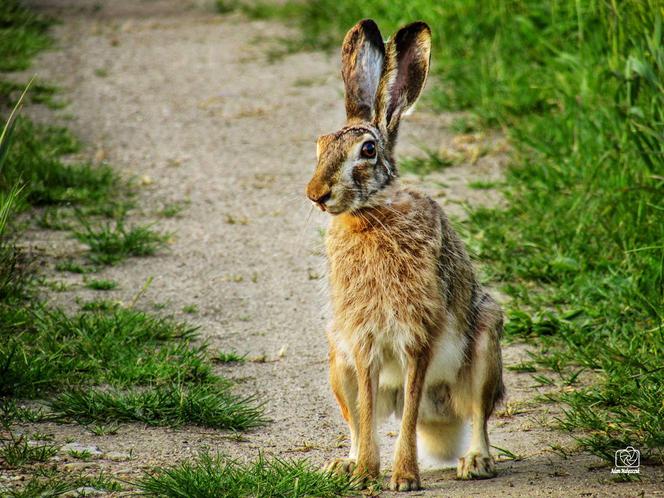 Podlaska fauna