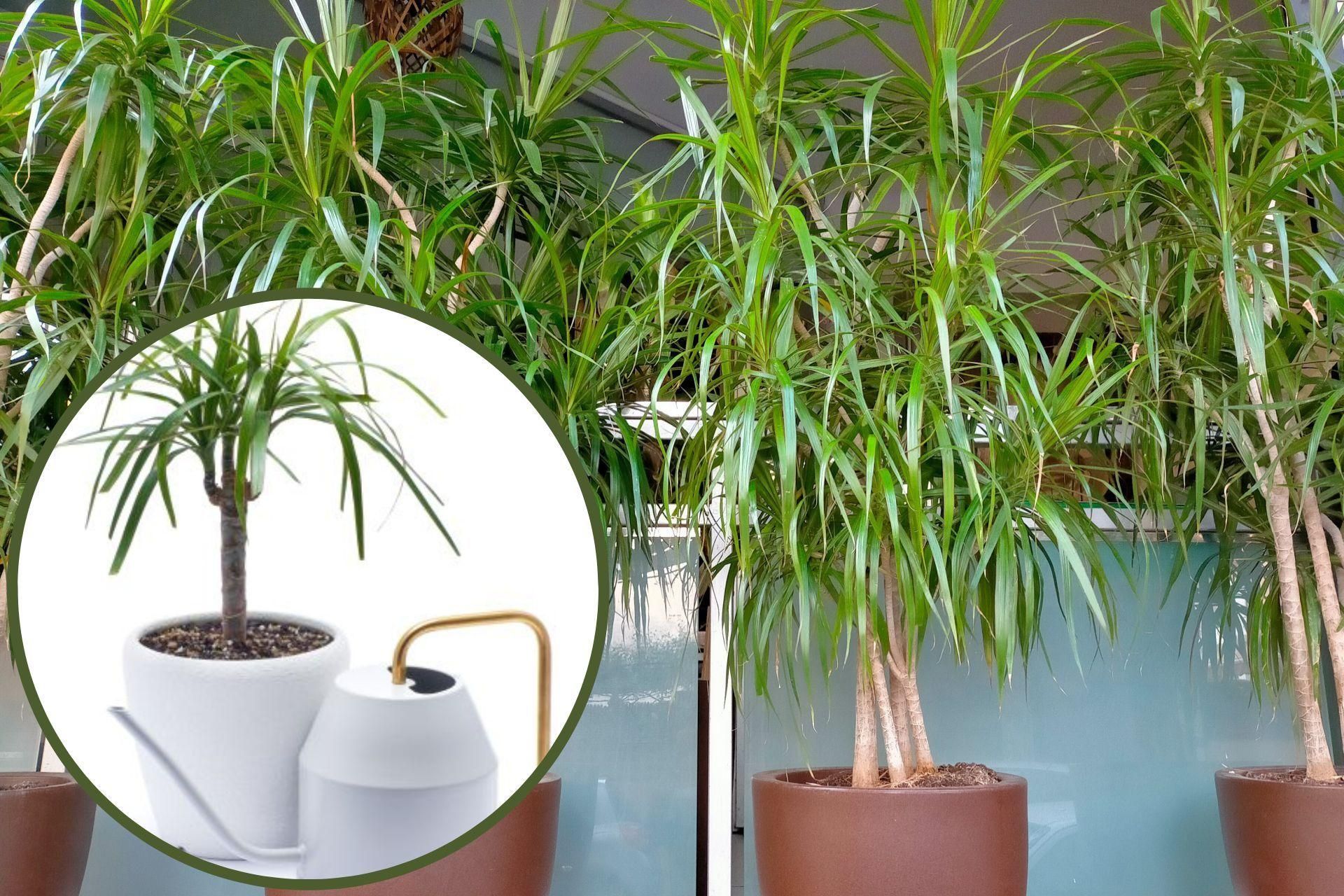 Dracena podlewanie - jak podlewa dracen? - murator.pl