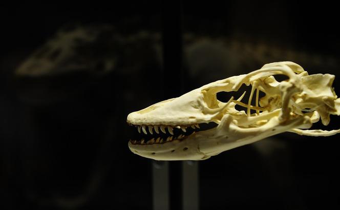dinozaur, kości, szczątki, szkielet