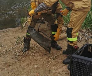 Nutrie w Rybniku są już odławiane