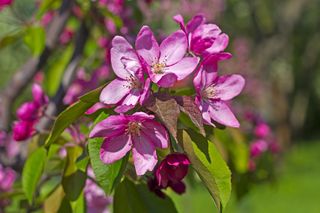 Rajska jabłoń kwiaty