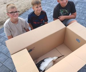 Dramat bociana w Wielkopolsce. Mieszkańcy nie czekali ani chwili i ruszyli mu z pomocą