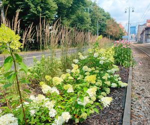 Kto zagra w zielone? Katowice mają na to specjalny budżet