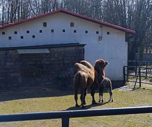 W Śląskim Ogrodzie Zoologicznym narodził się maleńki wielbłąd. Franek już teraz skrada serca