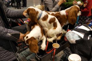 EXPO SILESIA DOG SHOW 2017