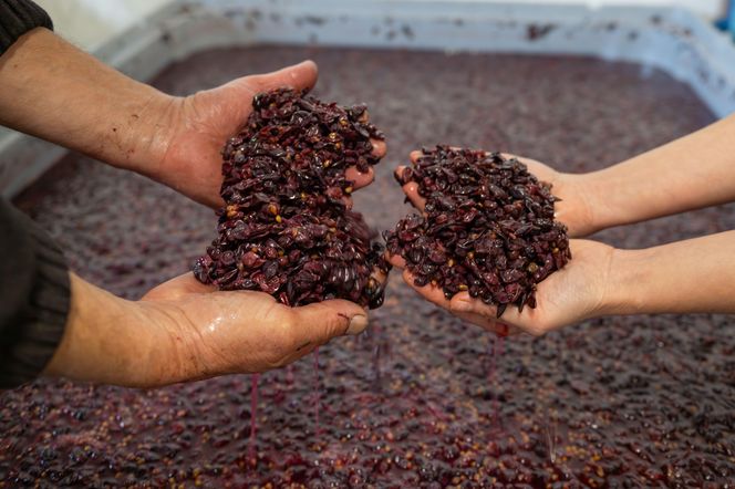 Maceracja wina czerwonego, które dojrzewać będzie w beczkach, w klimatycznych klasztornych piwnicach.