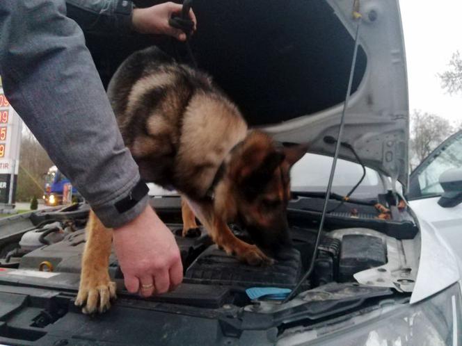 Wielka akcja policji z Płocka! Mundurowi znaleźli 20 kg narkotyków [ZDJĘCIA]